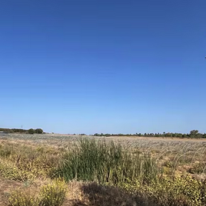 Finca de Regadío Intensivo | 50 Hectáreas | Ubicación Lepe