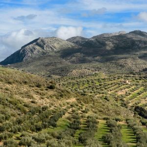 Explotación de Olivar Superintensivo en Regadío | 182 Ha en Jaén